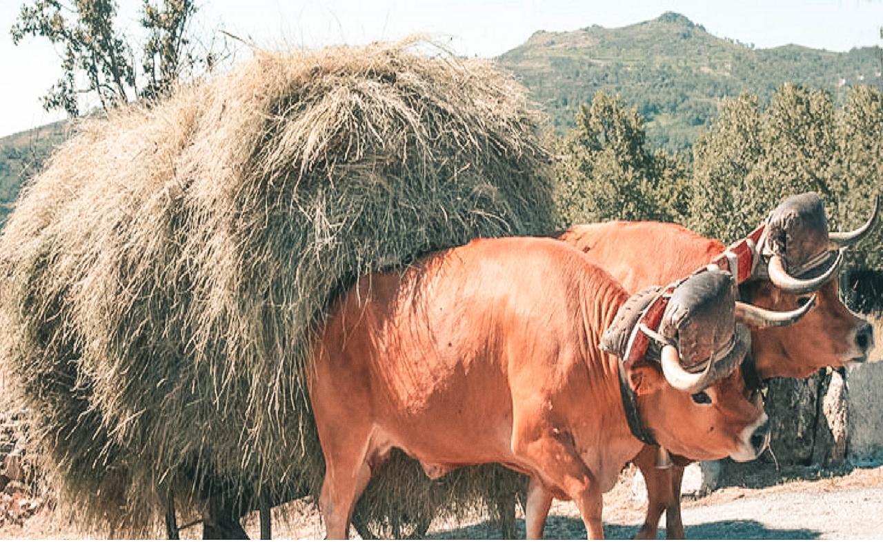 Pensjonat Aldeia Do Codecal Codecal  Zewnętrze zdjęcie